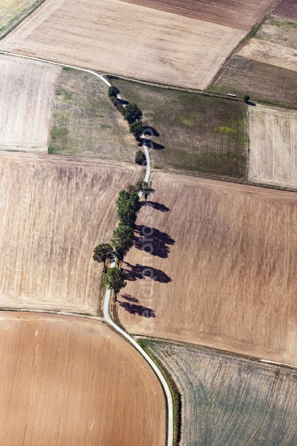 Willingshausen from the bird's eye view: Row of trees on a country road on a field edge in Willingshausen in the state Hesse, Germany