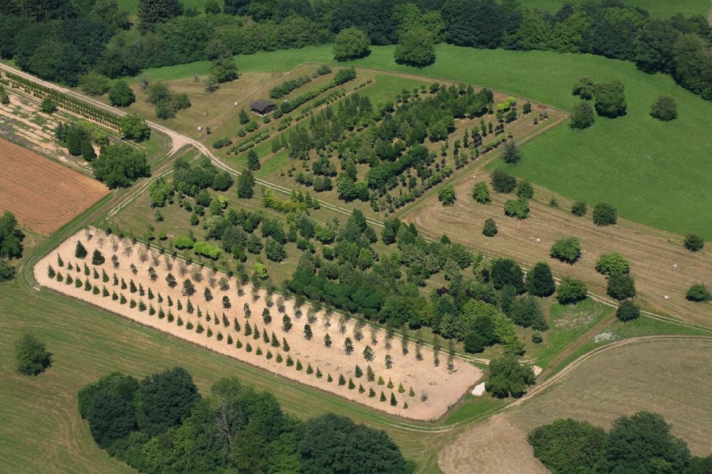 Aerial image Wehr - Row of trees on fields of a tree nursery in the Black Forest in Wehr in the state Baden-Wurttemberg, Germany