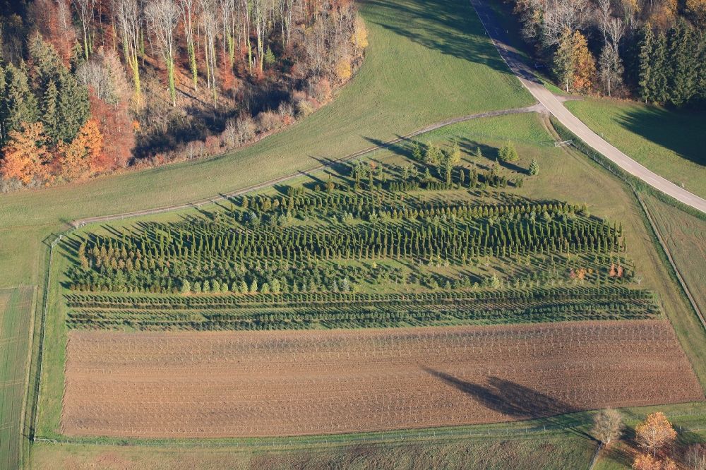 Schwörstadt from above - Row of trees on fields of a tree nursery in the Black Forest in the district Dossenbach in Schwoerstadt in the state Baden-Wurttemberg, Germany