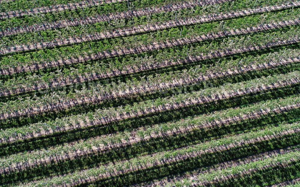 Rosengarten from the bird's eye view: Row of trees on fields on apple orchard in Pagram in the state Brandenburg, Germany