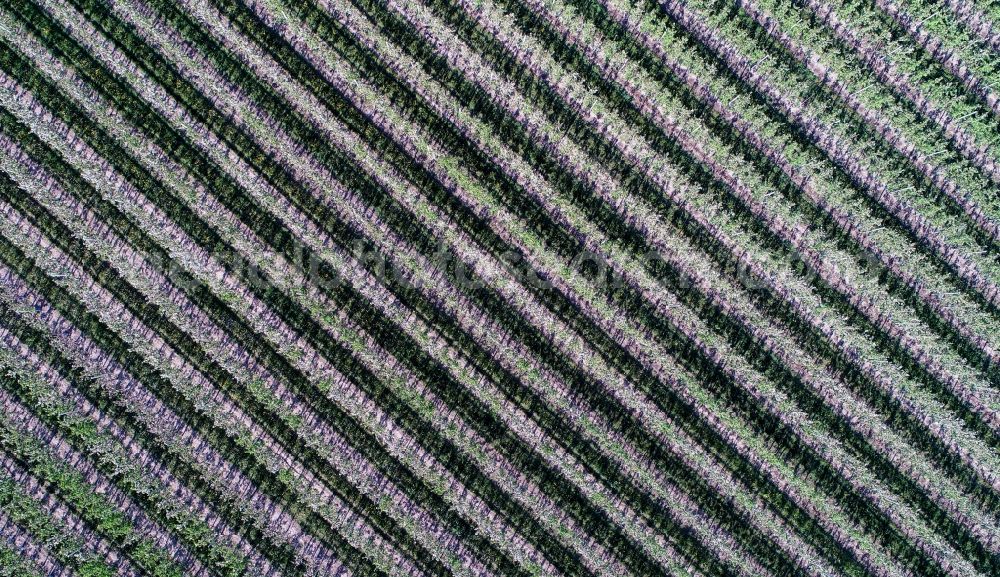 Aerial image Rosengarten - Row of trees on fields on apple orchard in Pagram in the state Brandenburg, Germany