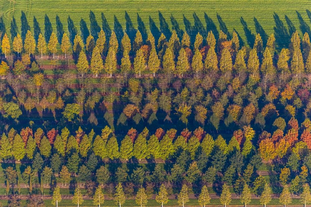 Brüggen from the bird's eye view: Row of trees on fields of in Brueggen in the state North Rhine-Westphalia, Germany