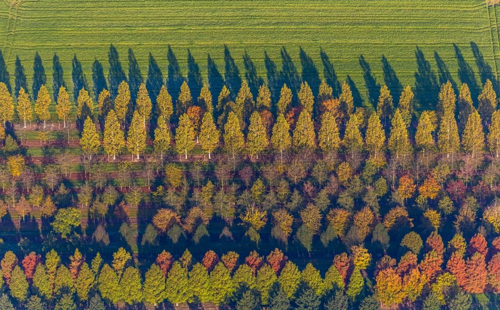 Aerial image Brüggen - Row of trees on fields of in Brueggen in the state North Rhine-Westphalia, Germany