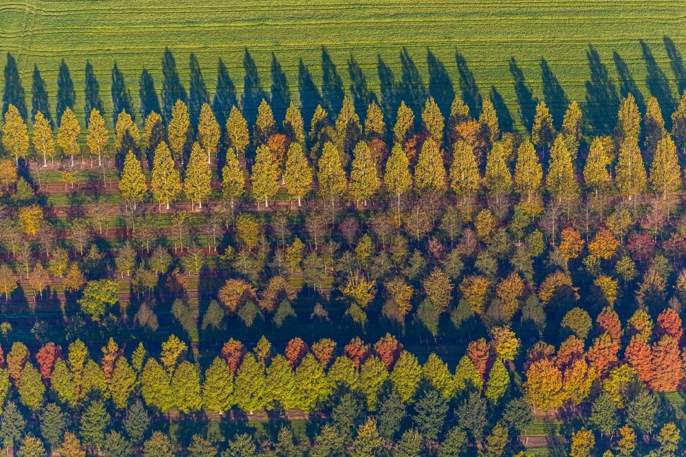 Aerial photograph Brüggen - Row of trees on fields of in Brueggen in the state North Rhine-Westphalia, Germany