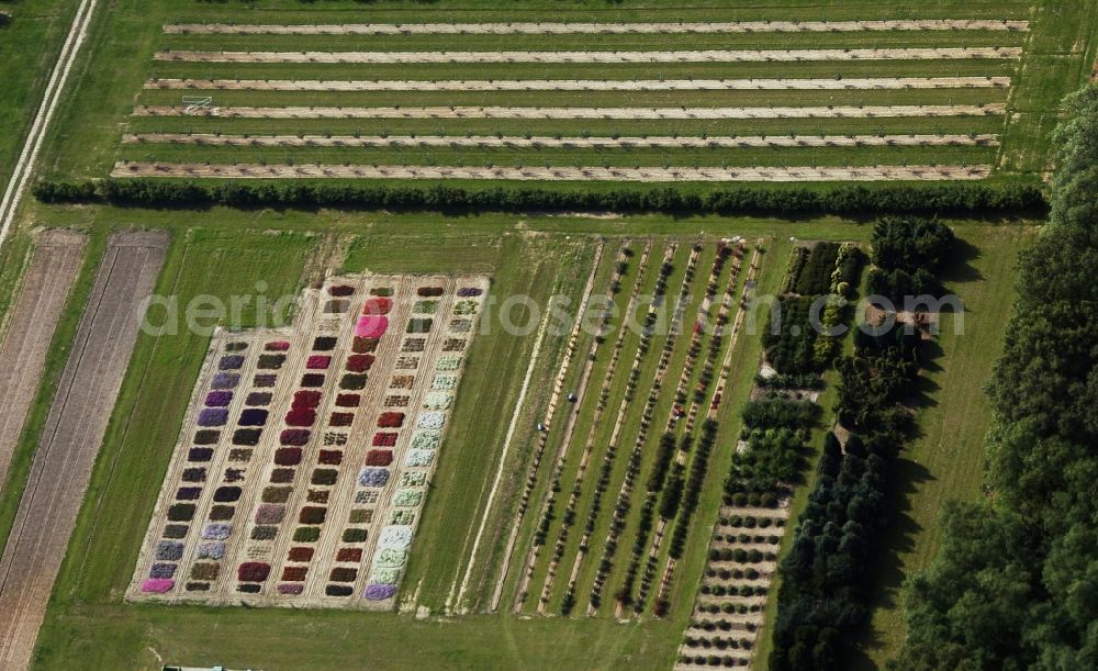 Marquardt from above - Row of trees on fields of Bundessortenamt in Marquardt in the state Brandenburg