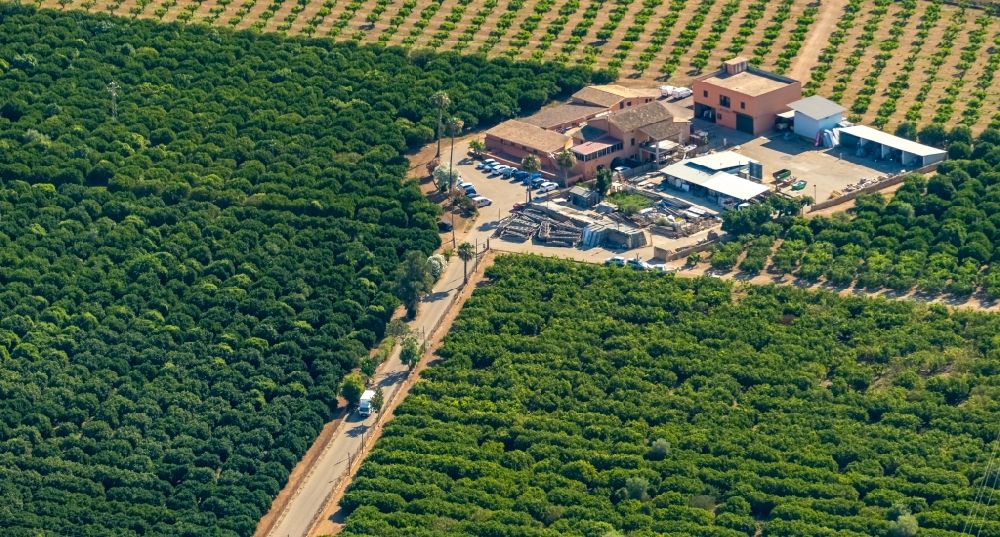 Son Nebot from above - Row of trees on fields on Cami de Sa Fita in Son Nebot in Balearic island of Mallorca, Spain