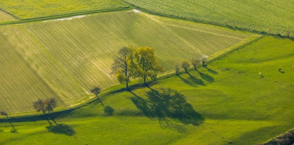Aerial image Krudenburg - Row of trees on fields of in Krudenburg in the state North Rhine-Westphalia, Germany