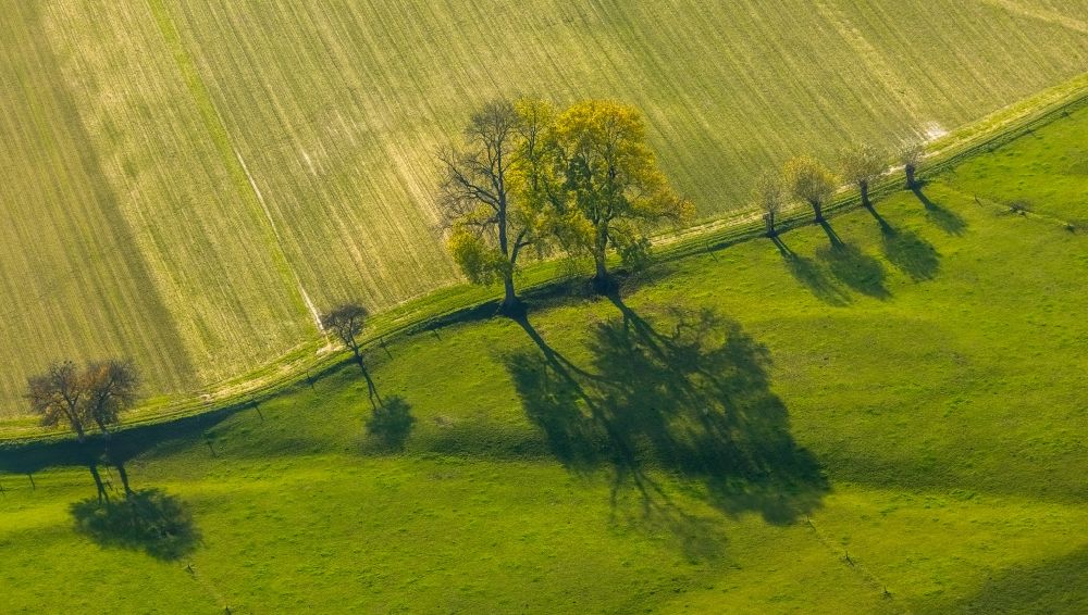 Aerial photograph Krudenburg - Row of trees on fields of in Krudenburg in the state North Rhine-Westphalia, Germany