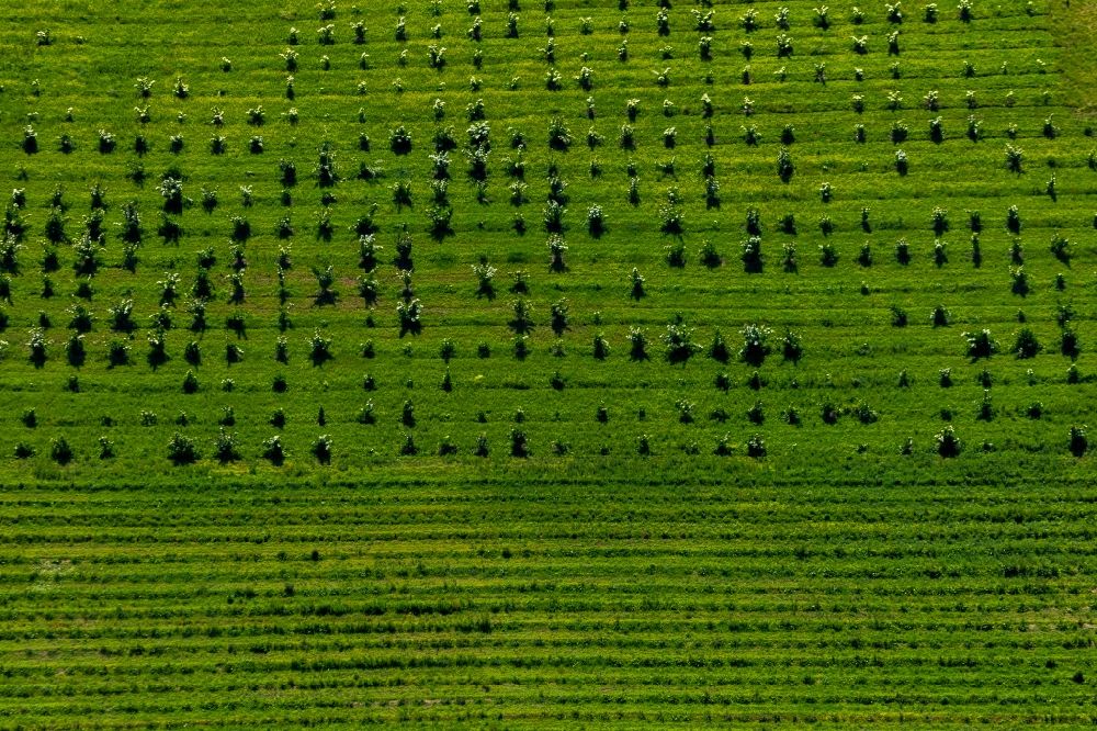 Aerial photograph Ober-Werbe - Row of trees on fields of Ober-Werbe in the state Hesse, Germany