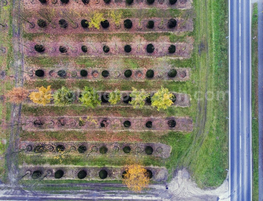 Aerial image Potsdam - Row of trees on fields in the district Marquardt in Potsdam in the state Brandenburg, Germany
