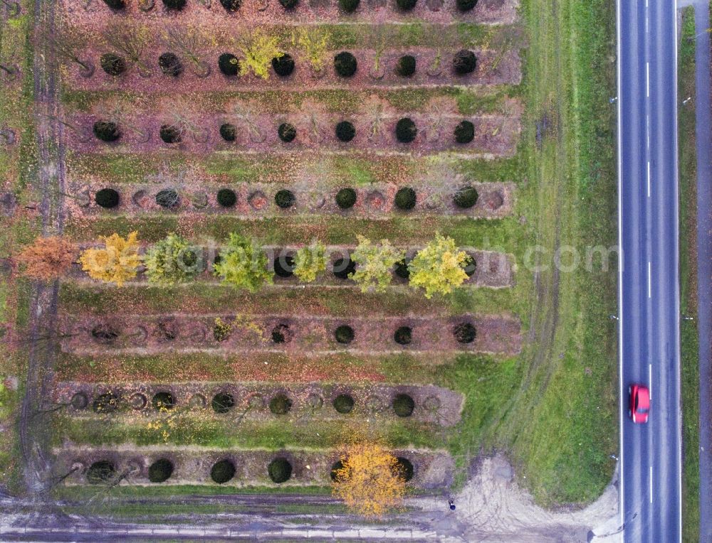 Potsdam from the bird's eye view: Row of trees on fields in the district Marquardt in Potsdam in the state Brandenburg, Germany