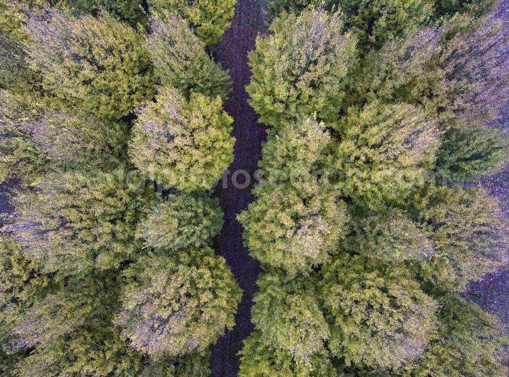 Aerial image Potsdam - Row of trees on fields in the district Marquardt in Potsdam in the state Brandenburg, Germany