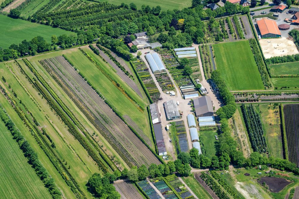 Aerial image Oldendorf - Row of trees on fields Tannenhof in Oldendorf in the state Lower Saxony, Germany