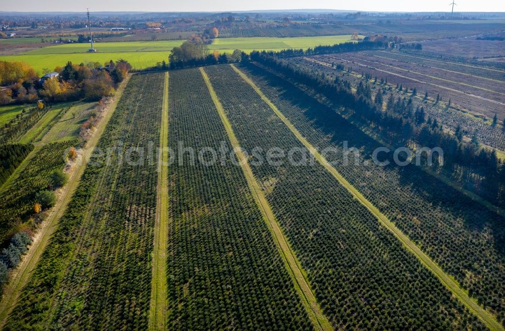 Werder (Havel) from above - Row of trees on fields the Christmas tree plantation in the district Plessow in Werder (Havel) in the state Brandenburg, Germany