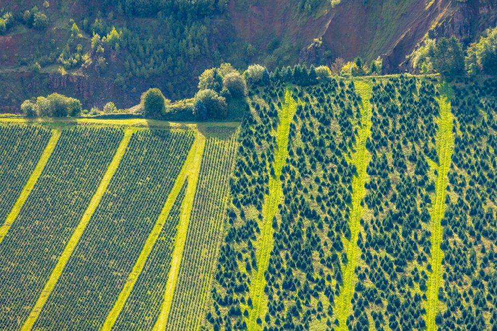 Sundern (Sauerland) from the bird's eye view: Row of trees on fields a Christmas tree plantation in the district Westenfeld in Sundern (Sauerland) at Sauerland in the state North Rhine-Westphalia, Germany