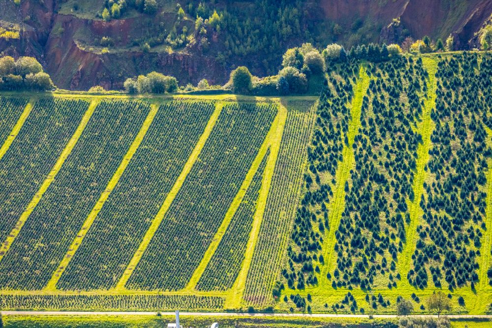 Aerial image Sundern (Sauerland) - Row of trees on fields a Christmas tree plantation in the district Westenfeld in Sundern (Sauerland) at Sauerland in the state North Rhine-Westphalia, Germany