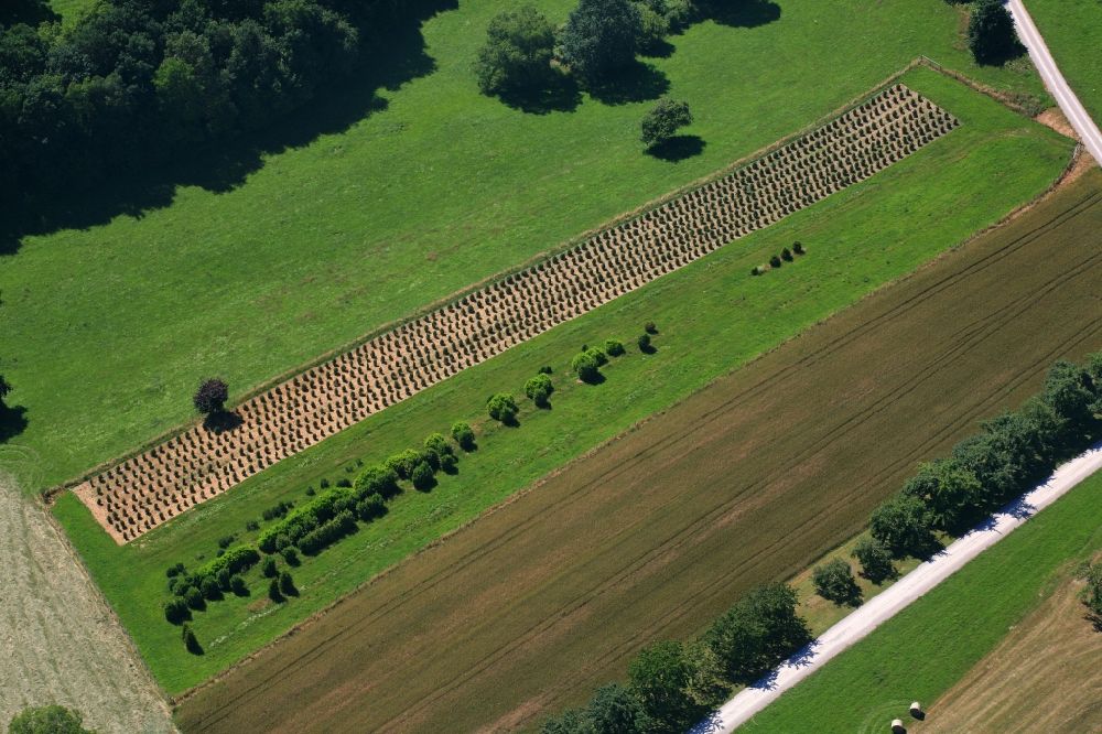 Aerial photograph Wehr - Row of trees on fields of a tree nursery in the Black Forest in Wehr in the state Baden-Wurttemberg, Germany