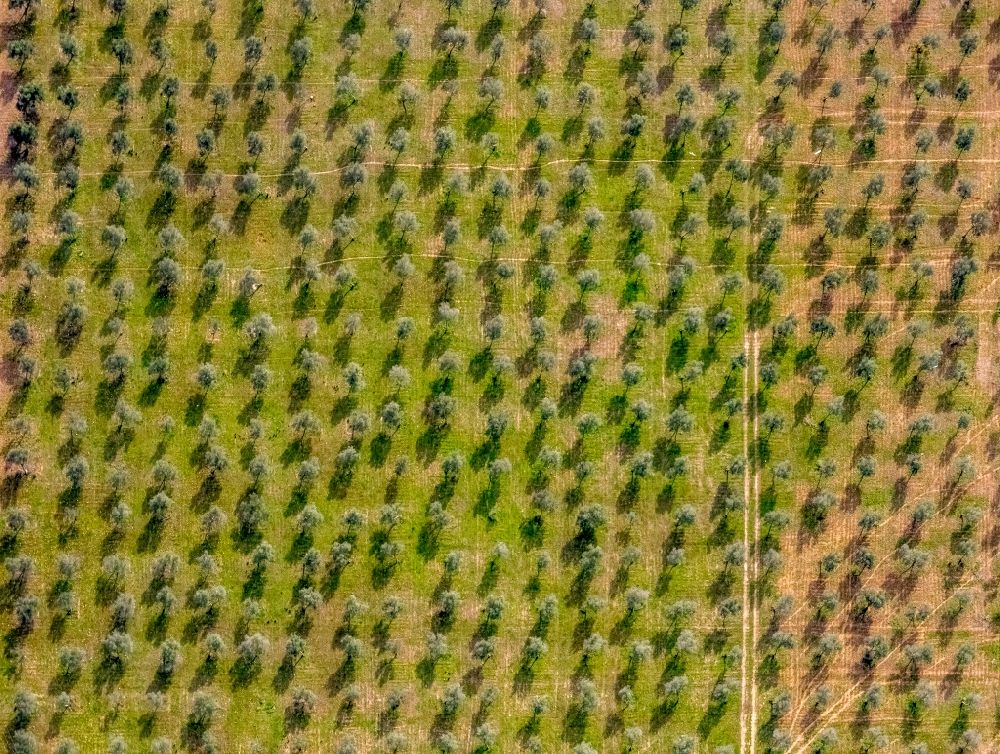 Aerial image Palma - Rows of trees in a plantation with blooming almond trees in the Son Sardina district of Palma in the Balearic island of Mallorca, Spain