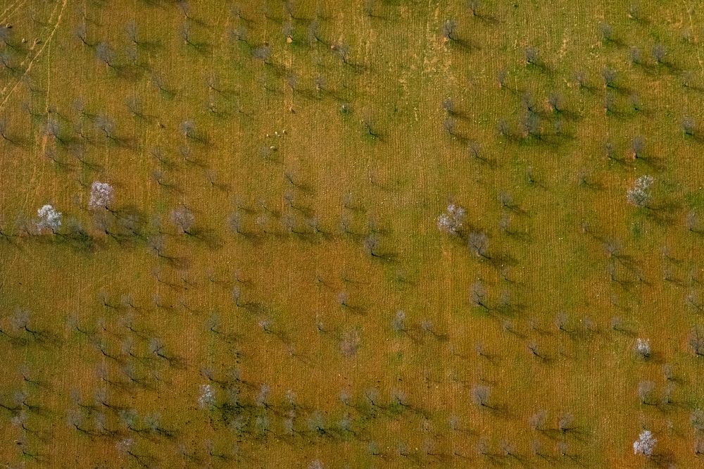 Aerial photograph Palma - Rows of trees in a plantation with blooming almond trees in the Son Sardina district of Palma in the Balearic island of Mallorca, Spain