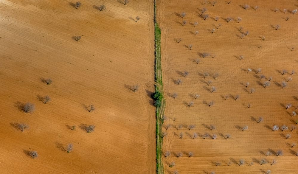 Aerial image Palma - Rows of trees in a plantation with blooming almond trees in the Son Sardina district of Palma in the Balearic island of Mallorca, Spain