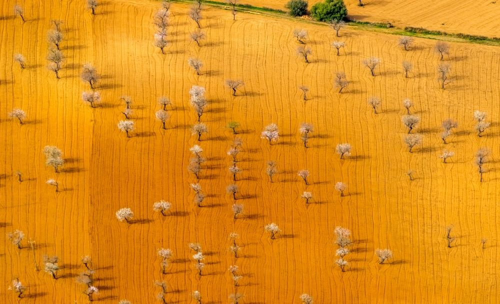 Aerial photograph Palma - Rows of trees in a plantation with blooming almond trees in the Son Sardina district of Palma in the Balearic island of Mallorca, Spain