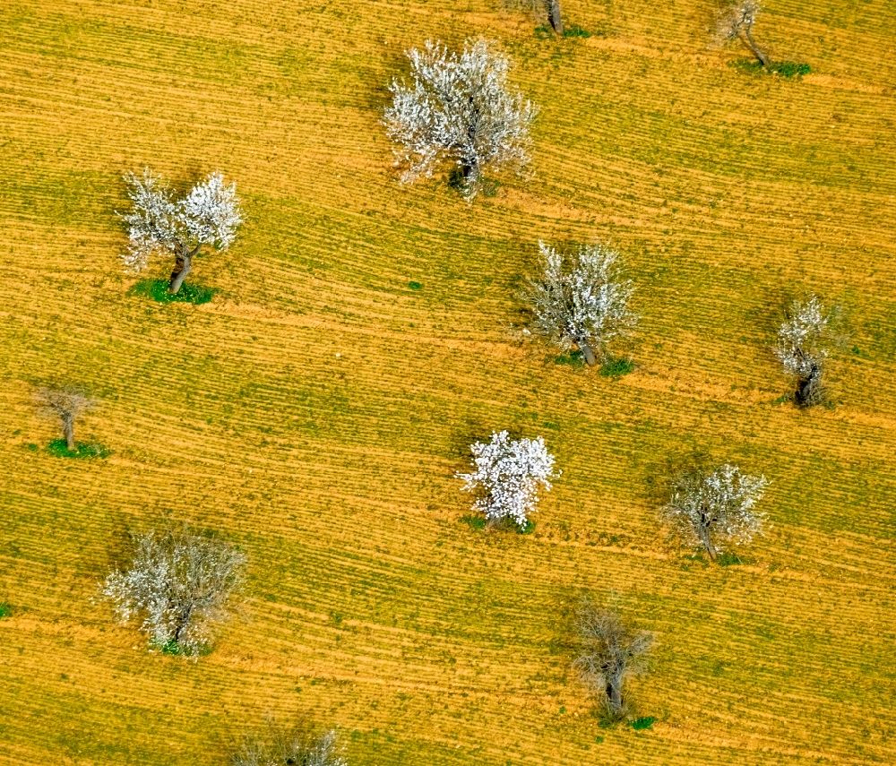 Palma from above - Rows of trees in a plantation with blooming almond trees in the Son Sardina district of Palma in the Balearic island of Mallorca, Spain