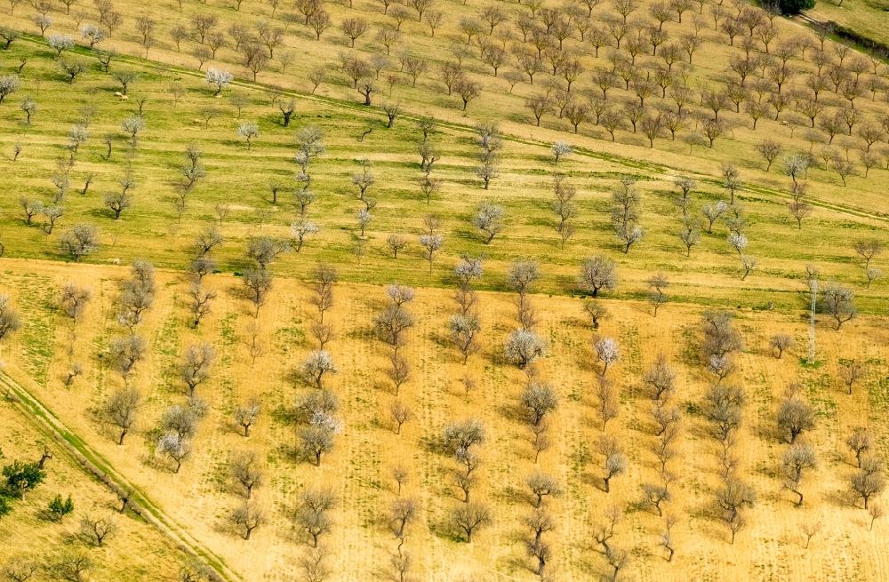 Palma from the bird's eye view: Rows of trees in a plantation with blooming almond trees in the Son Sardina district of Palma in the Balearic island of Mallorca, Spain