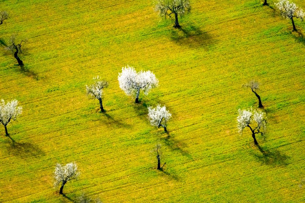 Palma from the bird's eye view: Rows of trees in a plantation with blooming almond trees in the Son Sardina district of Palma in the Balearic island of Mallorca, Spain