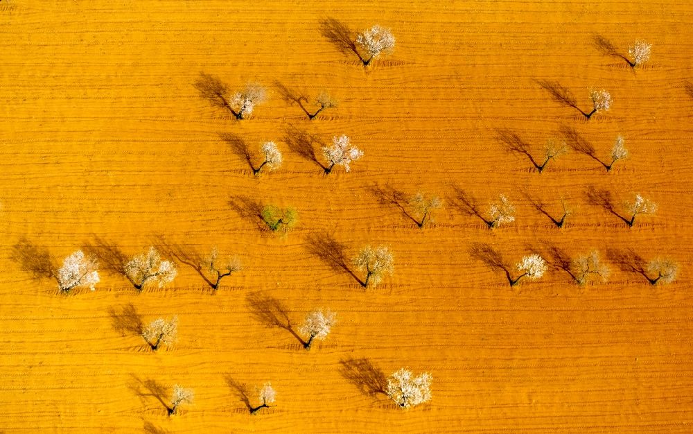 Palma from above - Rows of trees in a plantation with blooming almond trees in the Son Sardina district of Palma in the Balearic island of Mallorca, Spain