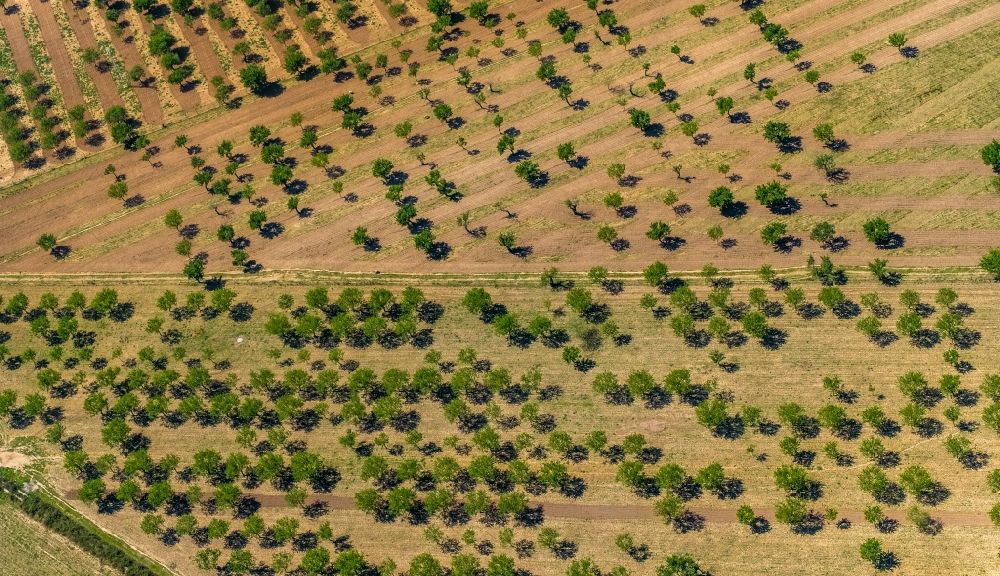 Son Sardina from above - Rows of trees in a plantation with blooming almond trees in the Son Sardina district of Palma in the Balearic island of Mallorca, Spain