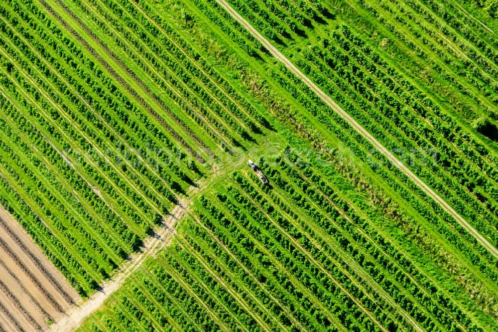 Hollern-Twielenfleth from above - Rows of trees of fruit cultivation plantation in a field in Alten Land in Hollern-Twielenfleth in the state Lower Saxony, Germany