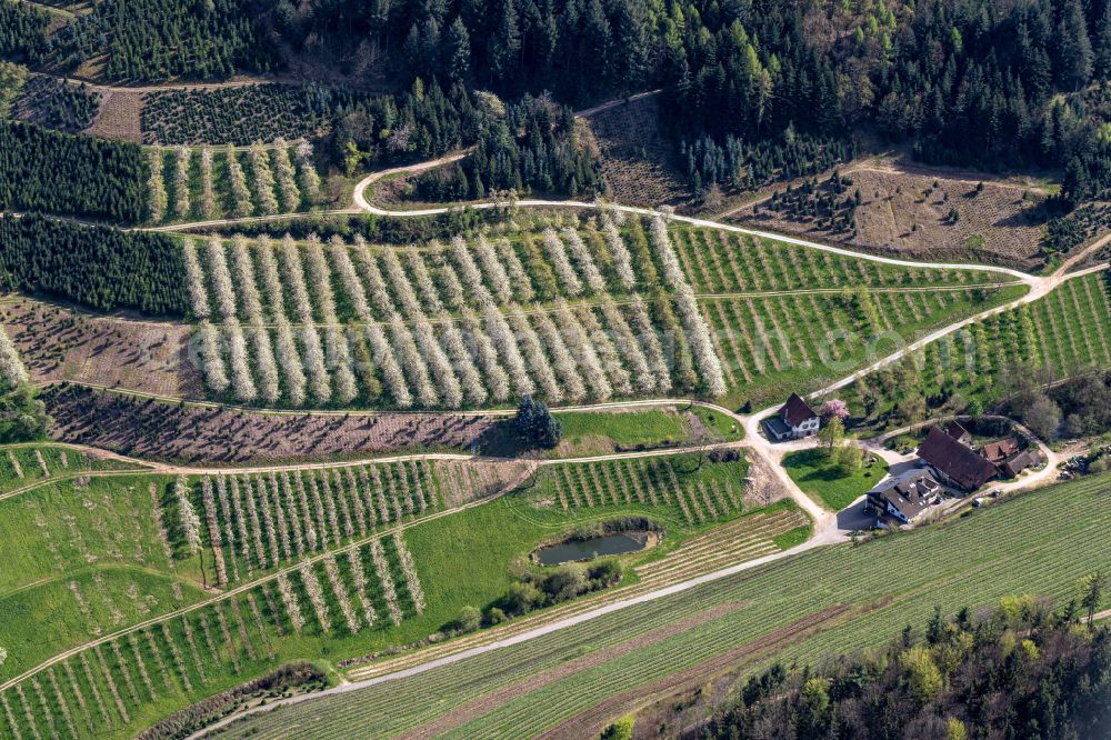Aerial photograph Oberkirch - Rows of trees of fruit cultivation plantation in a field in Bluete in Oberkirch in the state Baden-Wuerttemberg, Germany