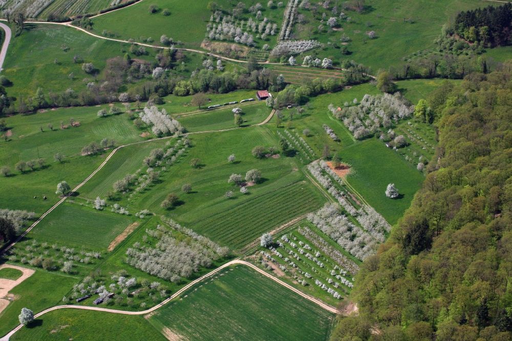 Schliengen from above - Rows of trees of fruit cultivation plantation in a field in Eggenertal with flowering cherry trees in springtime in Schliengen in the state Baden-Wuerttemberg, Germany