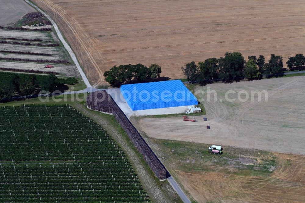 Wesendahl from the bird's eye view: Rows of trees of fruit cultivation plantation in a field with blue fruit boxes in Wesendahl in the state Brandenburg, Germany