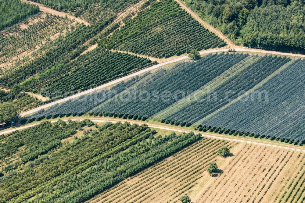Aerial photograph Tettnang - Rows of trees of fruit cultivation plantation in a field in Tettnang in the state Baden-Wurttemberg, Germany