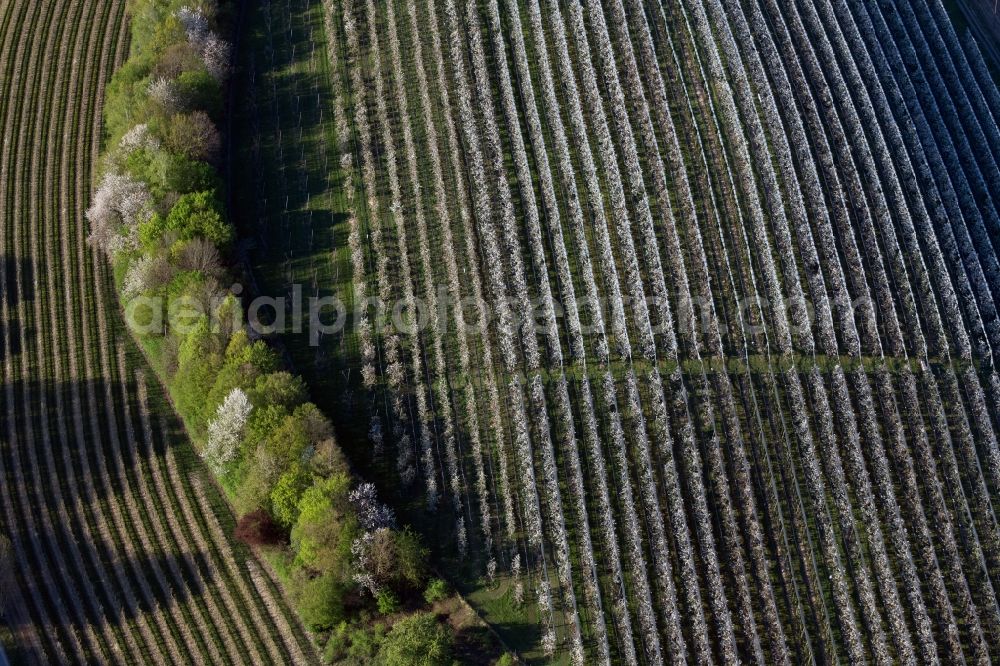 Tettnang from above - Rows of trees of fruit cultivation plantation in a field in Tettnang in the state Baden-Wurttemberg, Germany