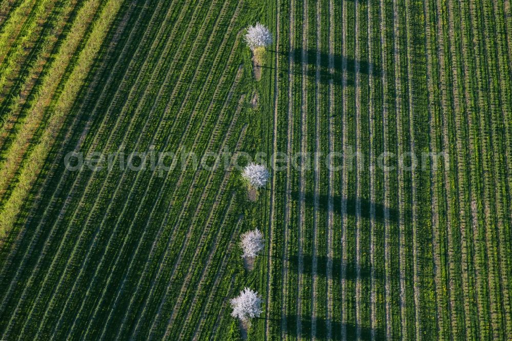 Tettnang from the bird's eye view: Rows of trees of fruit cultivation plantation in a field in Tettnang in the state Baden-Wurttemberg, Germany