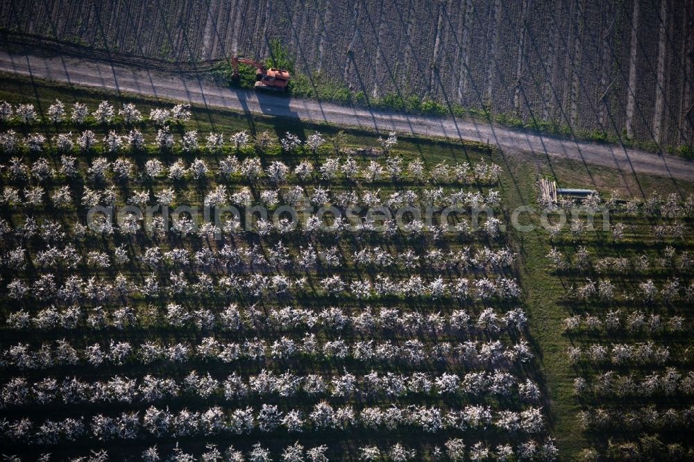 Tettnang from above - Rows of trees of fruit cultivation plantation in a field in Tettnang in the state Baden-Wurttemberg, Germany