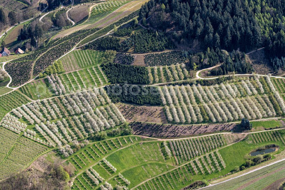 Aerial image Bottenau - Rows of trees of fruit cultivation plantation in a field in voller Bluete in Bottenau in the state Baden-Wuerttemberg, Germany