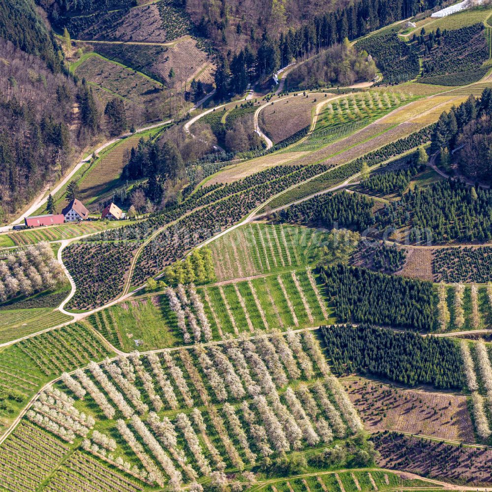 Bottenau from above - Rows of trees of fruit cultivation plantation in a field in voller Bluete in Bottenau in the state Baden-Wuerttemberg, Germany