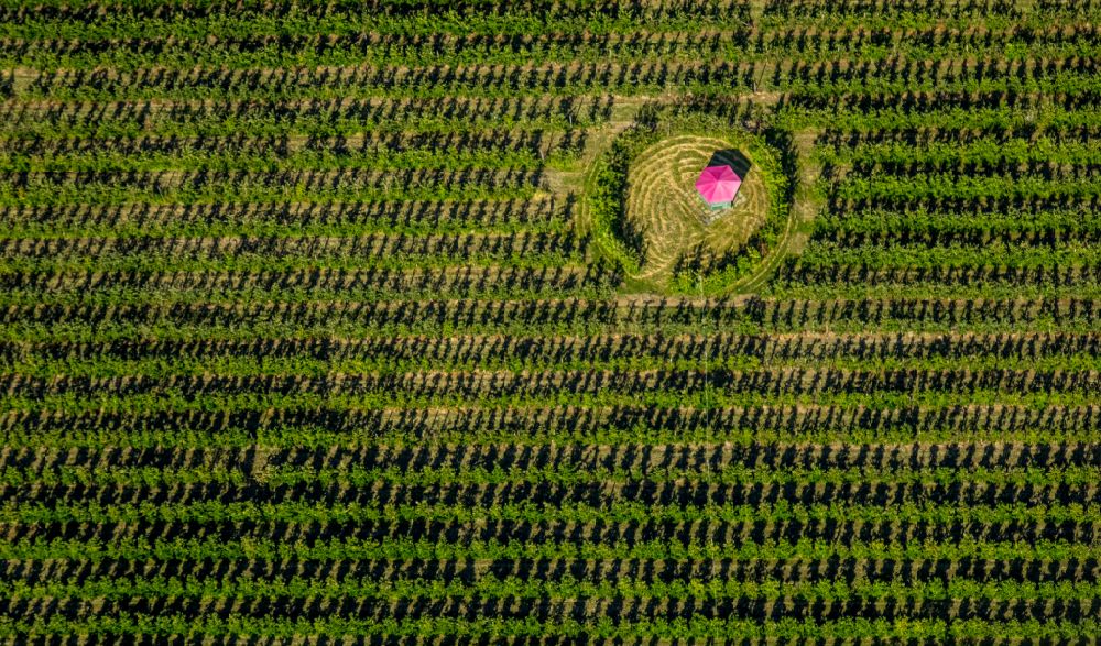 Scharnhorst from the bird's eye view: Rows of trees of fruit cultivation plantation in a field To the apple harvest at the Hof Mertin at Wolfsacker in Scharnhorst in the state North Rhine-Westphalia