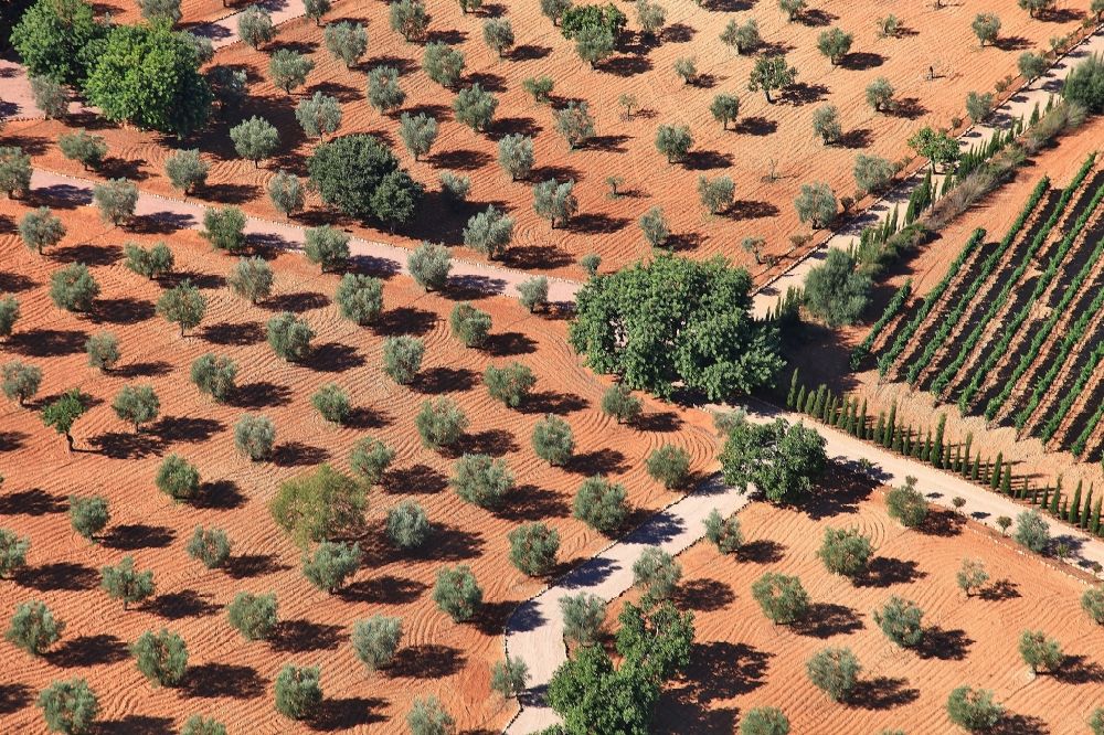 Inca from the bird's eye view: Row of fruit trees plantation in Inca Mallorca in Balearic Islands, Spain