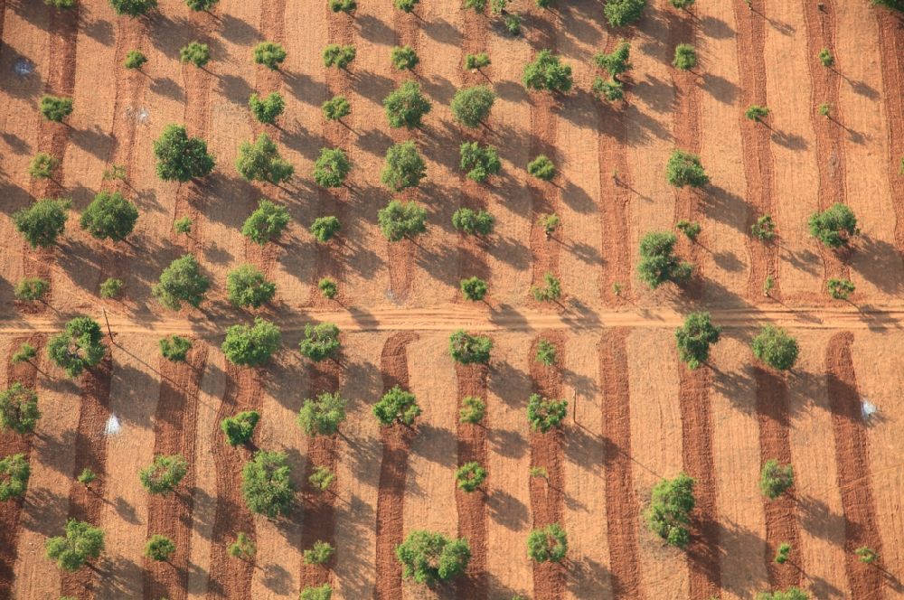 Aerial image Inca - Row of fruit trees plantation in Inca Mallorca in Balearic Islands, Spain