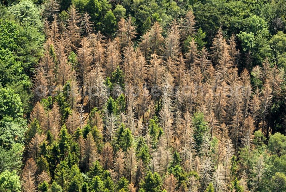 Aerial image Sondershausen - Treetops with bark beetle infestation in a wooded area in Sondershausen in the state Thuringia, Germany