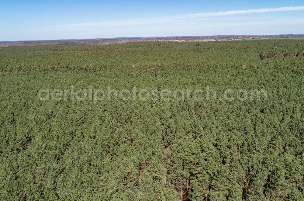 Briesen (Mark) from above - Treetops in a wooded area in Briesen (Mark) in the state Brandenburg, Germany