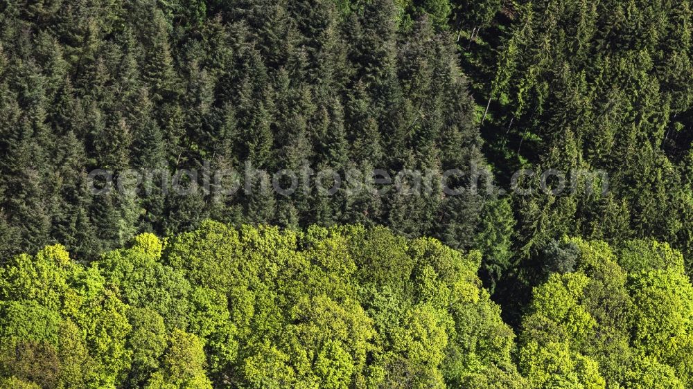 Dillingen/Saar from above - Treetops in a wooded area in Dillingen/Saar in the state Saarland, Germany