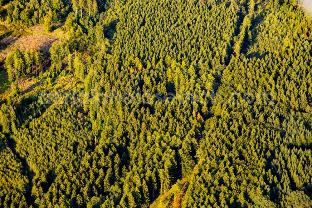 Eslohe (Sauerland) from the bird's eye view: Treetops in a wooded area in Eslohe (Sauerland) in the state North Rhine-Westphalia, Germany