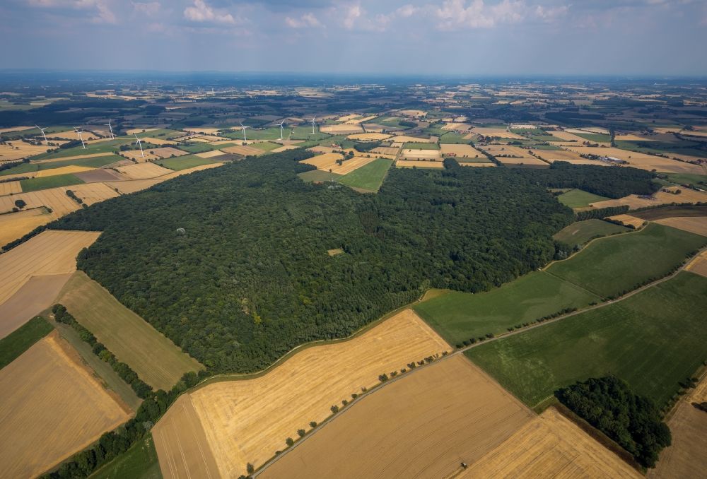 Everswinkel from above - Treetops in a wooded area in Everswinkel in the state North Rhine-Westphalia, Germany