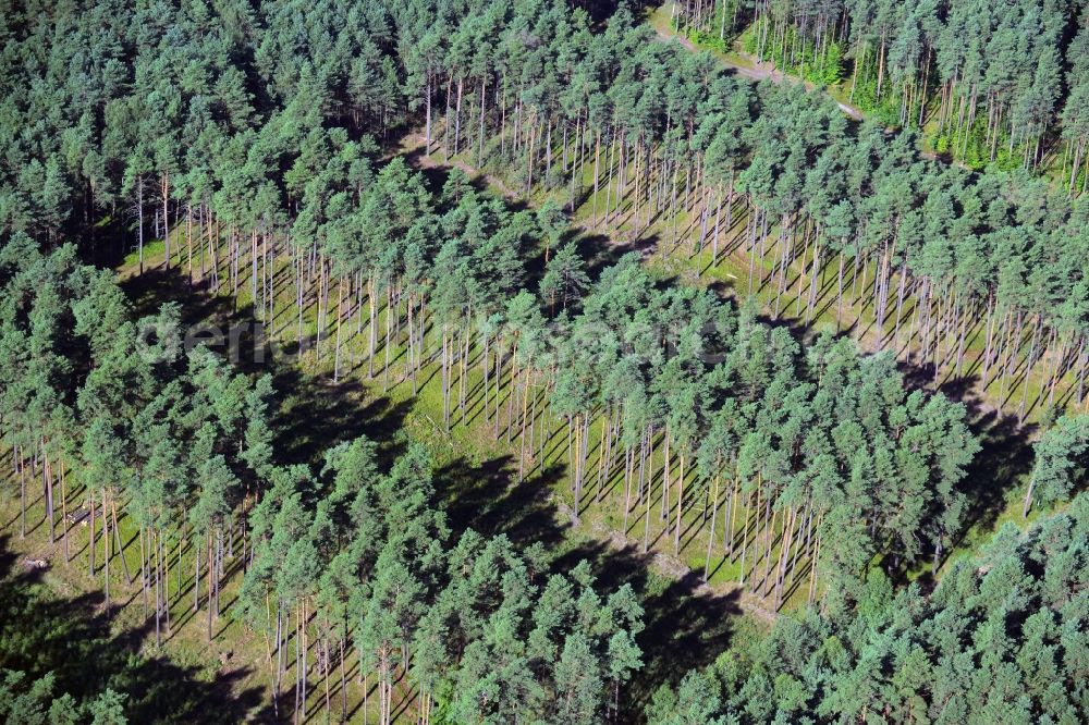 Aerial image Neustrelitz - Treetops in a wooded area in Neustrelitz in the state Mecklenburg - Western Pomerania