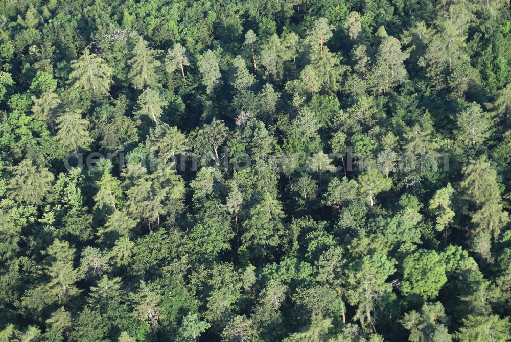 Plaue from the bird's eye view: Treetops in a wooded area in Plaue in the state Thuringia, Germany
